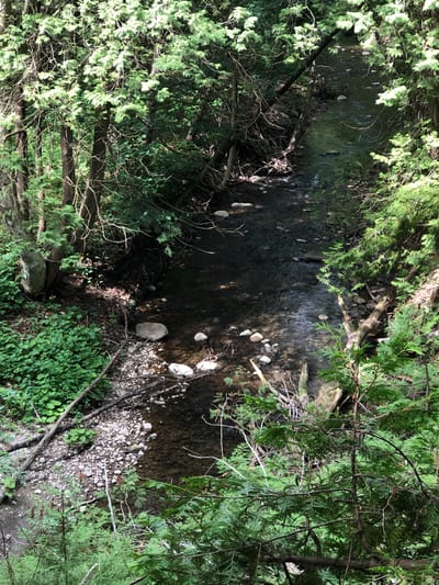 This media file captures a serene overhead view of a narrow creek flowing through a lush, green forest. The creek bed is visible, with numerous smooth, light-colored stones scattered throughout the dark, shallow water. The surrounding banks are densely covered with vibrant green foliage and the branches of coniferous trees, creating a natural, shaded environment. Some fallen branches and twigs lie partially submerged in the water or on the banks, adding to the wild, untouched feel of the scene. The sunlight filters through the dense canopy, creating dappled patterns on the water and the forest floor, suggesting it is daytime. The overall impression is one of tranquility and natural beauty, characteristic of a woodland setting. No people, visible text, or specific events are depicted. The location context suggests this is a natural area near Barrie, Canada.