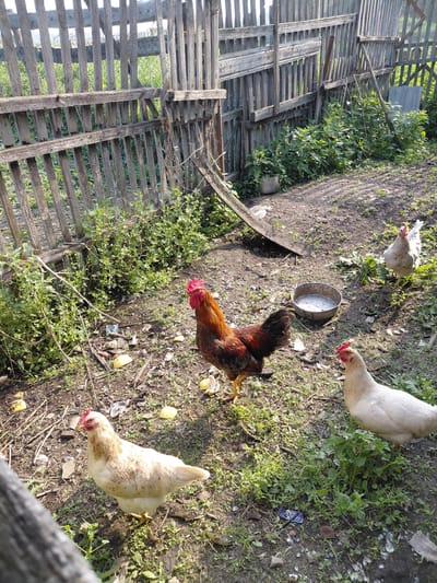 A rooster and three chickens are in a yard with a dilapidated wooden fence. The yard is dirt and overgrown with weeds. There is a metal bowl with water or feed in the middle of the yard. The rooster is in the center of the frame, facing right. One chicken is to the left of the rooster, also facing right. Another chicken is to the right and behind the rooster, facing left. A third chicken is in the background, facing left. The fence is made of vertical wooden slats and appears to be old and in disrepair. The scene is lit by sunlight, casting shadows on the ground. The location is identified as Novosyolovo, Russia.