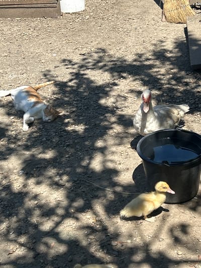 An outdoor scene shows a cat and two ducks resting on gravel under dappled sunlight. A calico cat, white with orange patches, lies on its side with its eyes closed and paws tucked. Beside it, a large white duck with red markings on its face sits facing the camera, its beak slightly open. In the foreground, a fluffy yellow duckling stands, looking to its right. A black plastic bucket filled with water is positioned to the right of the adult duck. A broom made of straw is visible in the background on the right. The environment appears to be a yard or farm area. The image is dated September 10, 2023, and is located in Svobodny Trud, Russia.