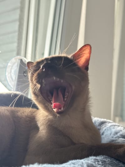 A Siamese cat with light brown fur is yawning wide with its mouth open, revealing its pink tongue, sharp teeth, and gums. The cat's eyes are partially closed. It is lying on a soft, gray, furry surface. The background consists of vertical blinds and a window, suggesting an indoor setting. The lighting suggests it is daytime. The image does not provide information about the location in the city of Sohren, Germany.