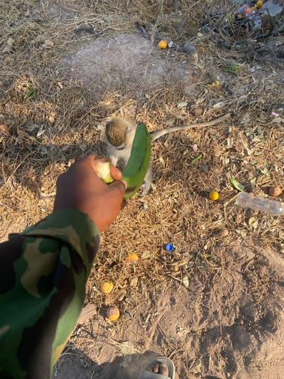 A monkey lies on dry grass, partially obscured by a green plantain held by a dark-skinned hand. The individual is wearing a camouflage-patterned sleeve. Scattered around are various items including plastic bottles, bottle caps, and fallen fruits. A foot in a sandal is visible in the upper right. The ground is a mix of dry vegetation, bare earth, and trash. The monkey is light-colored with darker fur on its head.
