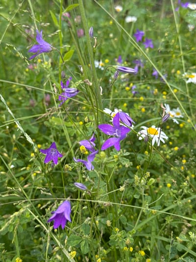 A close-up, eye-level shot captures a wild meadow scene, likely within the city of Volokolamsk, Russia, during daylight hours. The foreground is dominated by lush green grass and various wildflowers. Prominent are several bell-shaped, purple flowers, some fully bloomed with five pointed petals, while others remain as closed buds. Interspersed are smaller white wildflowers with yellow centers, resembling daisies, and tiny yellow flowers. Tall green stalks of grass and other vegetation crisscross the frame, creating a sense of depth and texture. The background is a soft blur of green and hints of other floral colors, suggesting a dense meadow environment. No people or animals are visible. The overall impression is one of natural, untamed beauty.