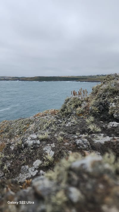 The image shows a close-up view of moss-covered rocks in the foreground, with the choppy blue sea and a distant coastline under a cloudy sky in the background. The coastline appears to be green and hilly, with some signs of habitation. The overall impression is of a rugged and natural coastal landscape. The text overlay at the bottom indicates the image was taken with a "Galaxy S22 Ultra." The scene is likely located in Cemaes, United Kingdom, given the typical coastal scenery found in that region. There are no people or animals visible in the image. The lighting is diffused due to the overcast sky, creating a somewhat muted color palette. The focus is on the texture and detail of the rocks and moss in the foreground, with the background providing context of the sea and land.