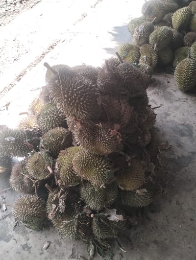 A large pile of durian fruits is shown on a concrete surface. The fruits are green and spiky, with some leaves and debris scattered around them. The lighting suggests it is daytime, with a bright area on the left of the image indicating sunlight. The scene appears to be outdoors, possibly in a market or storage area. The specific location in Cotmerbo, Indonesia cannot be confirmed from the image alone.