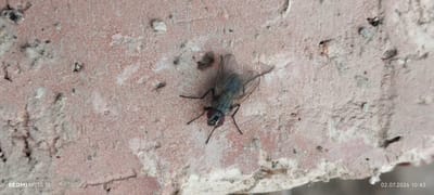 A common housefly with iridescent blue-green body and red eyes is resting on a coarse, pinkish-red brick surface. The brick has a rough texture with visible aggregate and some white discoloration. The fly is positioned in the center-right of the frame, with its wings partially spread. Its legs are splayed out on the textured surface. The image is sharp and shows clear detail of the fly's anatomy and the brick's composition. The bottom left corner of the image displays the text "REDMI NOTE 12", and the bottom right corner shows the date and time "02.07.2026 10:43". The scene is devoid of human presence.