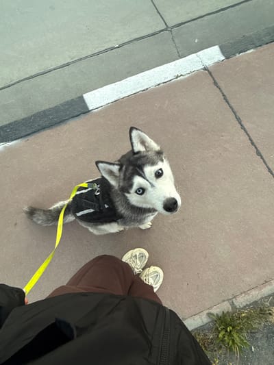 A husky dog with striking blue eyes sits on a textured, reddish-brown sidewalk, looking upwards towards the camera. The dog is wearing a black harness with a bright yellow leash attached. The sidewalk is bordered by a strip of grey concrete, separated by a thin black line, and beyond that, another concrete surface. The scene is illuminated by bright, likely daylight, casting shadows on the ground. In the foreground, a person's legs are visible, clad in dark brown pants and wearing light-colored sneakers. The person is holding the dog's leash. The environment suggests an urban setting, possibly a street or park path.