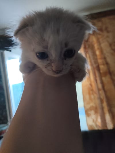 A close-up, low-angle shot shows a fluffy, light-colored kitten being held by a person's hand. The kitten's face is visible, with large, dark eyes and a small nose. Its fur appears soft and somewhat disheveled. The background is out of focus, showing a window with bright light coming through, and patterned curtains. The scene is likely indoors in a residential setting, potentially in Андрэеўшчынскі сельскі Савет, Belarus, though no specific landmarks are identifiable.