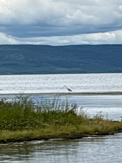 A great blue heron stands on a narrow strip of land adjacent to a body of water, with reeds in the foreground. In the background, a dark blue mountain range is visible beneath a cloudy sky. The overall scene is calm and natural. The image is located in the vicinity of Sedanovo, Russia, based on its characteristic landscape.