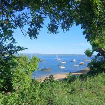 The image depicts a panoramic view of Tanga Bay in Tanga, Tanzania, framed by dense green foliage from the foreground. The scene is dominated by a calm, blue body of water, approximately ten to twelve boats are visible, varying in type and size. On the far left, a traditional wooden boat with a mast and a blue canopy is moored near a sandy shoreline. Other vessels include several white sailboats with prominent masts, and smaller white motorboats, scattered across the bay. A yellow boat is also visible further back in the water. The water extends to a distant, verdant landmass on the horizon, likely a coastal area. The sky above is clear and bright blue, indicating sunny weather. The immediate foreground consists of a variety of lush green trees and shrubs, some with visible leaves, creating a natural frame for the seascape. There are no people visible in the scene.