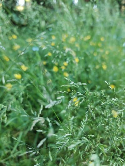 The image is a close-up, out-of-focus shot of tall grass and small yellow flowers in a field. The lighting suggests it is daytime, possibly late afternoon or early morning due to the soft light. The environment is natural and undeveloped, consistent with a rural or semi-rural area like Raudoja, Estonia, characterized by open grassy spaces. No people or specific man-made objects are visible. The focus is on the texture and color of the vegetation, with a shallow depth of field blurring the background.
