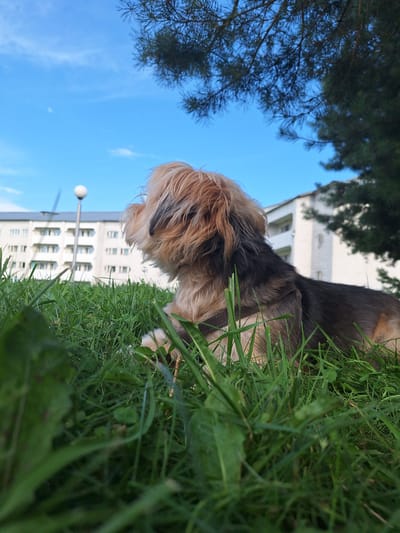 A small, fluffy dog with light brown and dark brown fur is lying in green grass, looking to the left. The dog is wearing a dark harness. In the background, a white apartment building with several windows and balconies is visible, with a lamppost in front of it. A large green tree with dark needles is in the upper right corner of the image, casting a shadow. The sky is blue with some white clouds. The scene appears to be in a residential area of Atamanovka, Russia, likely a park or common area.