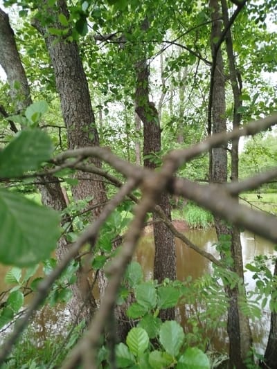 The image depicts a view through trees in a natural environment, likely near a body of water. The foreground features branches and leaves, partially obscuring the view. Behind the branches are tree trunks with textured bark. A body of water, possibly a lake or river, is visible between the trees, with reflections of the trees and sky visible on its surface. The far bank has some grass and other foliage growing. The location is Боровково, Russia.