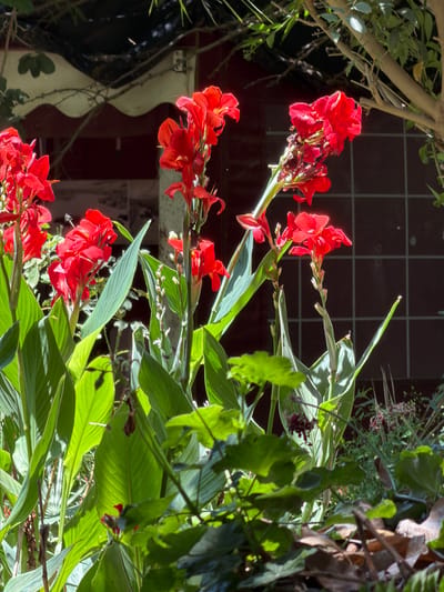 This is a vertical, close-up, eye-level shot of vibrant red Canna Lily flowers and lush green foliage in what appears to be a garden. The Canna Lilies are the primary subjects, with several flower clusters in various stages of bloom cascading down the frame. The red petals are bright and textured, catching the sunlight. Large, elongated green leaves of the Canna Lilies are interspersed with the flowers, some catching the light and appearing almost translucent.
In the background, a dark red tiled surface is visible, suggesting a wall or patio. A light-colored, wavy architectural feature, possibly a decorative pillar or balcony edge, is also present. The lighting suggests it is daytime, with strong sunlight creating highlights and shadows on the leaves and flowers. The overall impression is one of abundant natural beauty and a bright, sunny atmosphere. The context provided places the scene in the Beer Tuvia Regional Council in Israel. There is no visible text in the image.