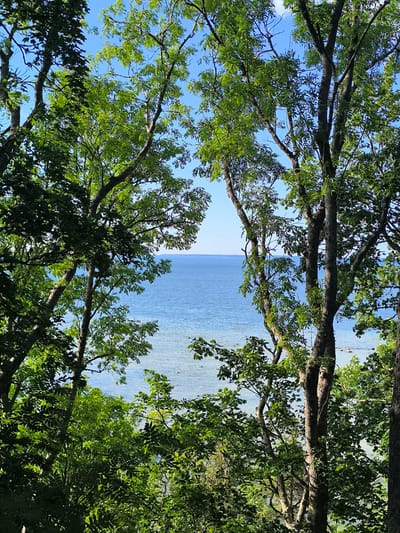 The image captures a serene natural landscape, likely in Rannamõisa, Estonia. The foreground is dominated by the dense, lush foliage of trees, their branches framing a distant view of a calm, blue sea under a clear sky. Sunlight filters through the leaves, casting dappled shadows and highlighting the vibrant green of the vegetation.

The sea appears tranquil, with gentle ripples on its surface. The water is a clear, inviting blue, gradually lightening near the shore where it meets a pebble beach. A faint, distant landmass or horizon line is visible across the water, suggesting a vast expanse. The overall impression is one of peace and natural beauty, indicative of a pleasant day.

The time of day appears to be daytime, likely late morning or early afternoon, given the brightness of the sunlight and the clear blue of the sky. The weather seems fair and pleasant, ideal for enjoying the outdoors. The abundance of green leaves suggests a summer or late spring setting. The scene evokes a sense of tranquility and escape into nature. No people, objects, or text are clearly visible in the image.