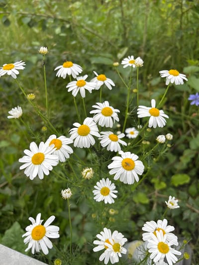 This media file features a close-up, top-down view of a patch of daisies in a natural setting. The scene is dominated by numerous white daisy flowers with yellow centers, interspersed with green foliage and stems. A few flower buds are also visible, some closed and others partially open. In the background, there is a blur of green, suggesting a garden or a wild grassy area. A single small blue flower is present in the upper left portion of the image, adding a touch of contrasting color. Some of the daisy petals appear delicate and slightly wavy, and the yellow centers are textured. The lighting suggests it is daytime, likely a sunny day, as the flowers are brightly illuminated. There are no people or animals clearly visible, though a tiny insect can be seen on one of the daisy petals. No text is visible in the media file. The overall impression is one of a peaceful, natural scene, possibly taken in a rural or garden environment in Старое Мартьяново, Russia.