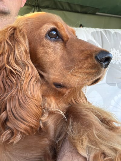 A close-up, profile view captures the head of a golden-brown Cocker Spaniel. The dog's large, dark eye is prominent, reflecting light. Its black nose and whiskers are clearly visible. The dog's long, wavy fur is a rich auburn color. The background is soft and out of focus, with a hint of a person's shoulder and neck visible on the left, suggesting the dog is being held or is close to a person. The environment appears to be outdoors, possibly in a park or a backyard, with a textured surface, likely fabric, visible behind the dog. The lighting suggests it is daytime, with sunlight highlighting the dog's fur. The location is not discernable from the image itself.