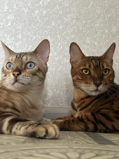 Two Bengal cats are lying down on a wooden floor in front of a textured white wall. The cat on the left has blue eyes and light brown fur with dark spots. The cat on the right has yellow-green eyes and darker brown fur with black stripes. Their paws are touching. The scene is indoors.