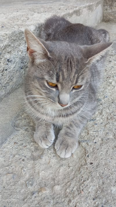 A grey tabby cat with orange eyes lies on a rough concrete surface. The cat's fur has dark stripes, and its ears are pointed upwards. Its paws are tucked neatly in front of its chest. The background is a grey, textured surface, possibly a step or sidewalk. There are small pebbles and debris scattered on the concrete. The lighting suggests it is daytime. There is no indication of the location being Baksan, Russia, or any other specific city.