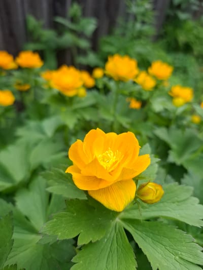 A close-up, eye-level, vertical shot shows a bright orange globe flower in the foreground, in focus, with a blurred background of more globe flowers and green foliage. A dark wooden fence is visible in the upper left portion of the frame, partially obscured by leaves. The flowers appear to be in a garden setting in Sukhoy Ruchey, Russia.