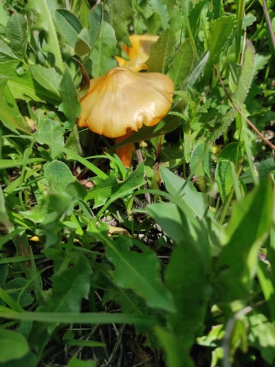 A close-up, eye-level, outdoor shot captures a single, vibrant orange mushroom with a wide, slightly wavy cap nestled among lush green foliage. The mushroom's stem is a lighter shade of orange. The surrounding vegetation consists of various green leaves, some with serrated edges, and thin blades of grass, creating a dense, natural environment. The lighting suggests it is daytime, with sunlight casting shadows and highlighting the textures of the plants and the mushroom. The scene is devoid of any human presence or activity. The image provides no specific information or context regarding its location in Kumlistsikhe, Georgia.