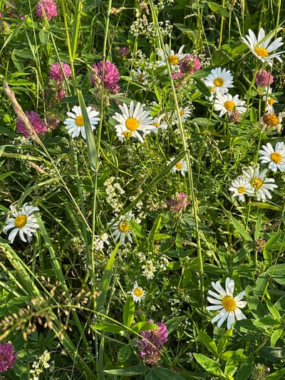The image shows a close-up view of a meadow filled with various wildflowers. Prominent among the flowers are white daisies with yellow centers and vibrant pink clover blossoms. The meadow is dense with green foliage, including tall grasses and broad leaves, interspersed with smaller white wildflowers and some dried flower heads. The lighting suggests it is daytime, with sunlight creating shadows and highlighting textures within the vegetation. The scene is a natural outdoor environment, characteristic of a meadow or field. There are no people or man-made objects visible. The location in the city of Ляды, Russia, is not visually indicated by any specific landmarks or features within the image.