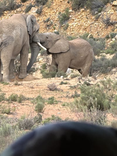 Two elephants are featured in a sunlit, arid landscape, with the image rotated 90 degrees clockwise. The scene depicts a larger, adult or subadult elephant standing over a smaller, younger elephant that appears to be resting or lying down on the rocky ground. Their trunks are interacting, possibly touching or intertwined, suggesting a moment of connection, affection, or play between them. The larger elephant is positioned above and slightly behind the smaller one, which has a visible tusk.
The setting is characterized by dry, light-brown, rocky terrain with sparse, green-brown scrub and bushy vegetation scattered across the ground and hillside. The lighting is bright, indicating clear daylight, likely mid-day or early afternoon, with no harsh shadows. A large, dark, out-of-focus object partially obstructs the right side of the frame, possibly a camera component or an object in the immediate foreground of the lens. The environment is consistent with a natural wilderness or reserve area in a dry region, such as the Witzenberg Local Municipality in South Africa. No text is visible in the image.
