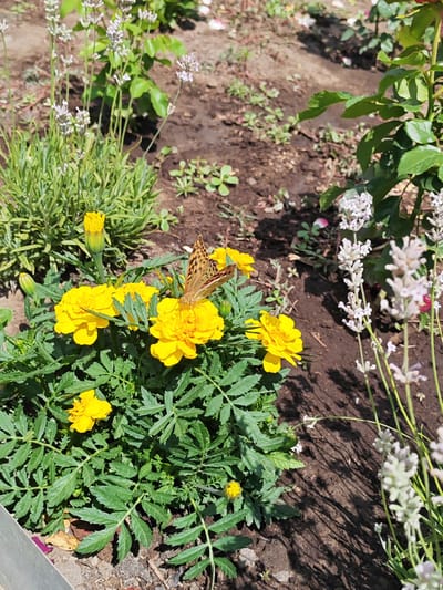 A butterfly with orange and brown patterned wings is perched on a bright yellow marigold flower. The butterfly is facing towards the right of the frame, with its wings slightly open. The marigold is one of several in a cluster of yellow flowers, all surrounded by vibrant green foliage. In the background, there are sprigs of lavender with small, pale purple flowers and unfurled buds. The ground is composed of dark soil with some scattered small pebbles and dried leaves. The scene is outdoors, likely in a garden, given the presence of cultivated flowers and plants. The sunlight suggests it is daytime, and the shadows cast indicate a bright, sunny day. The overall mood is peaceful and natural. There is no visible text in the image.