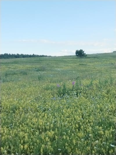 This is a landscape photograph taken in Chebarkul', Russia. The scene depicts a vast, rolling meadow filled with an abundance of yellow wildflowers and scattered white and purple flowers. The meadow stretches towards a distant line of dark green trees that forms the horizon. In the middle ground, a solitary, dark green tree stands alone on a gentle slope. The sky above is a clear, pale blue with a few wispy white clouds near the horizon. The overall impression is one of a serene and natural landscape during daylight. The time of day appears to be late afternoon or early evening, given the soft, diffused light. The weather seems calm and pleasant. There is no text visible in the image.