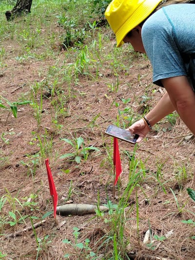 A person wearing a yellow bucket hat and a blue t-shirt is bending over in a grassy, wooded area, holding a smartphone in their right hand. The smartphone is angled downwards, as if taking a picture or video. Next to the person, two red flags are stuck into the ground, and between them lies a cylindrical object resembling an unexploded ordnance. The ground is covered in dry pine needles and scattered green vegetation. The background shows more of the wooded terrain. The location is identified as Cam Ly - Da Lat, Vietnam.