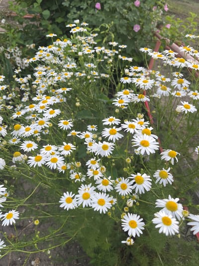This is a vertical, eye-level, medium shot of a cluster of white daisies with yellow centers, growing in a garden. The daisies are in full bloom, with some petals slightly curled. The background is a blur of green foliage, with hints of pink flowers and a reddish-brown railing visible on the left. The lighting suggests it's daytime, possibly a sunny day, as the colors are bright and vibrant. The scene appears to be a peaceful, natural setting, likely a garden or a field in Koniukhi, Russia. There is no text visible in the image.