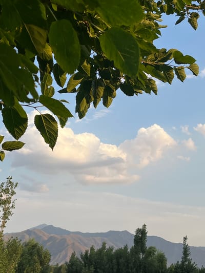 The image captures a natural landscape scene in Kabal, Pakistan, viewed from below overhanging tree branches. The upper third of the frame is dominated by dense, green foliage from a deciduous tree, with individual leaves distinctly visible and illuminated by sunlight, creating areas of bright green and shadow. Below the foliage, the sky is a clear, light blue, featuring several large, white, fluffy cumulus clouds, particularly prominent in the mid-right. In the lower half of the image, a hazy mountain range extends across the horizon, exhibiting multiple peaks and ridges in varying shades of blue-grey and muted brown, indicative of distance. A dense line of green trees, including some tall, slender specimens, forms a lower foreground layer, partially obscuring the base of the mountains. No individuals or human-made structures are visible.