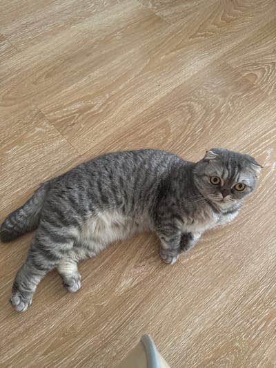 A Scottish Fold cat with grey tabby markings and yellow eyes is lying on a light brown wooden floor. The cat is positioned diagonally across the frame, with its head facing towards the upper right corner. The floor has a wood grain texture. The image was taken in the city of Tlustenkhabl, Russia.
