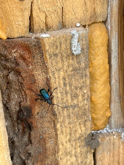 A longhorn beetle with a metallic blue-green body and black legs and antennae is positioned on weathered wooden planks. The planks are part of a structure, possibly a building or wall, and are interspersed with expanding foam sealant. Small amounts of what appears to be debris or dust are scattered near the sealant and wood joints. The location is Aprilovo, Bulgaria.
