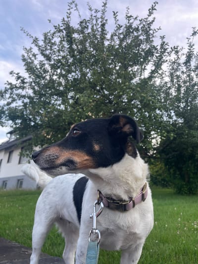 A short-haired, white and black dog with tan markings on its face and ears is standing on a low stone wall. The dog is wearing a pink collar and a leash. In the background, there is a green lawn with scattered small white flowers, a building with windows, and a large tree with green leaves. The sky above is partly cloudy. This scene is located in the city of Wiehl, Germany.