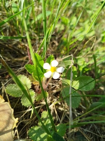 A close-up shot shows a small, white flower with five petals and a yellow center, surrounded by serrated green leaves. The flower is growing among blades of grass and some dead leaves. The setting appears to be outdoors in a natural environment. The location, Заречье, Russia, is not verifiable from the image. No people, interactions, or further objects are visible.
