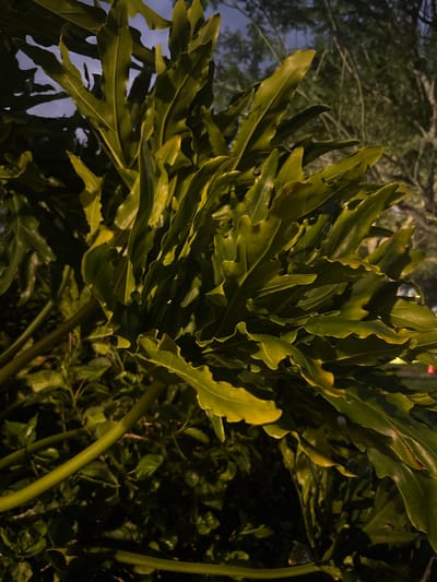 The image shows a close-up of lush, green, deeply lobed leaves of a tropical plant, possibly a Philodendron or similar aroid, at night in Delray Beach, United States of America. The leaves are illuminated by an artificial light source, giving them a yellowish-green hue and casting shadows that emphasize their textured, wavy edges. The background is dark, with hints of tree branches and a dusky sky visible, suggesting an outdoor setting. The focus is on the intricate details of the foliage, with the stems of the plant also visible in the foreground. There are no people or animals in the image.