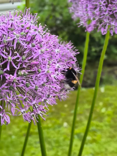 A close-up, outdoor, eye-level shot focuses on a cluster of vibrant purple allium flowers, a type of ornamental onion, in the city of Žiaukos, Lithuania. A bumblebee, predominantly black with yellow bands, is captured in mid-action, feeding on one of the flowers. The background is a soft blur of green foliage, indicating a natural or garden setting. The lighting suggests it is daytime, likely overcast or with diffused sunlight, contributing to the soft focus of the image. The foreground is dominated by the intricate structure of the allium bloom, with its many individual florets.