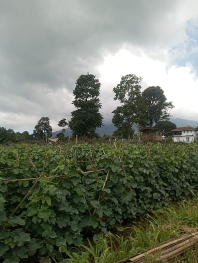 The image presents an agricultural field in Bagochen Boolingpang Ueling, Bhutan, under a predominantly overcast sky with heavy gray cloud cover, revealing a lighter patch in the upper right. The foreground is dominated by neat rows of vibrant green, broadleaf plants, likely a cucurbit crop, actively growing on trellises constructed from interconnected bamboo poles. To the immediate right in the foreground, dry grass and several horizontally stacked bamboo poles are visible. In the midground, numerous tall trees with dense green foliage are prominent; some possess slender, columnar crowns, while others exhibit fuller, rounded canopies. Amidst these trees, a small, light-roofed structure appears partially obscured on the left, and a rustic, elevated wooden hut or platform is visible on the right. The far background features a prominent multi-story white house with a distinct red-tiled roof, situated against a backdrop of dark, forested mountains. No individuals, animals, or explicit actions are depicted within the frame.