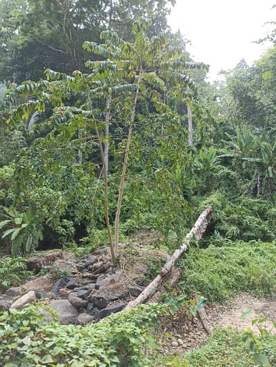 The image depicts a dense, lush landscape likely located in Khok Kloi, Thailand. The scene is dominated by a variety of trees and vegetation. A prominent tree stands in the center, with two slender, light-colored trunks. Its canopy is dense with green leaves. A fallen log lies diagonally across the lower right side of the frame, appearing weathered and partially covered in vegetation. Below the tree is an area with rocks and boulders of varying sizes and colors, including black, gray, and brown tones. Some of these rocks appear to be part of a small stream or water feature. The undergrowth consists of a mix of green plants, with some vines or ground cover visible in the foreground. Banana trees are sparsely scattered in the background. The overall impression is a natural environment, indicative of a tropical or subtropical climate. The sky is overcast, resulting in diffused lighting throughout the scene. No people or animals are visible.