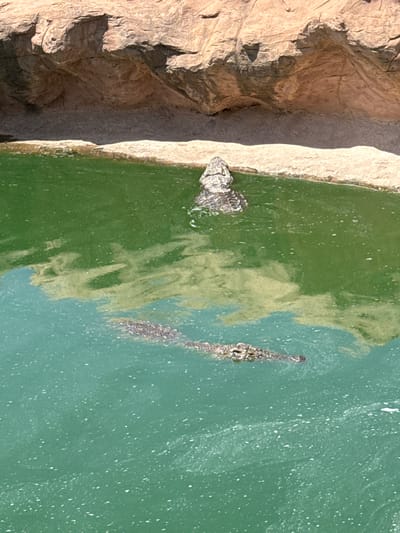 Captured from an aerial perspective, the scene features two crocodiles swimming in a body of green water that borders a rocky shoreline. The water appears to have some surface debris. The rocky edge is light brown. The location is likely the Crocoparc Agadir, which is near Drargua ⴷⵔﺍﺭﮔﺎ الدراركة, Morocco.
