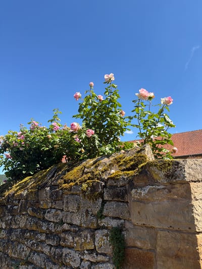 This image depicts a stone wall in Odernheim am Glan, Germany, covered in moss. Pink roses are blooming on the wall, and green foliage surrounds them. In the background, a building with a red tiled roof is visible under a clear blue sky. The scene is bathed in bright sunlight.