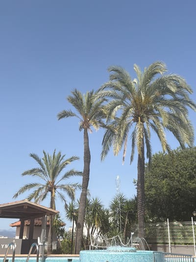 This media file displays a bright, sunny scene in Palma, Spain, with a clear blue sky and lush palm trees dominating the frame. The perspective is from below, looking up at the towering trees, suggesting a warm, possibly tropical, environment. One prominent palm tree is in the foreground, its fronds spread wide, while another, slightly smaller palm is positioned to its right. In the background, a dense cluster of green trees provides a vibrant contrast to the sky.

To the right of the palm trees, a swimming pool with distinctive blue mosaic tiles is visible, hinting at a resort or private residence. A metal ladder extends into the water, suggesting the pool is in use or ready for use. A water fountain is also active, with streams of water arcing upwards, adding a dynamic element to the scene. A small, tiled-roof structure with exposed wooden beams is partially visible at the bottom right, possibly a poolside cabana or bar. A metal fence with white decorative elements runs along the background, further suggesting a manicured outdoor space.

The overall impression is one of leisure and relaxation on a beautiful day. The sunlight suggests it is daytime, likely midday or afternoon, with pleasant weather. There is no visible text in the image.
