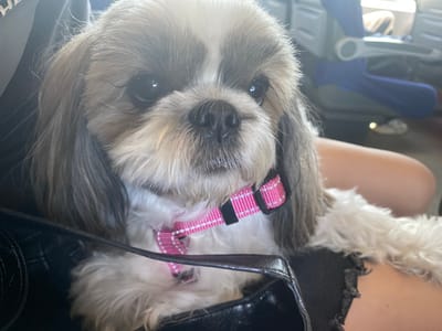 A Shih Tzu dog with white and grey fur, wearing a pink collar, sits in the foreground of the image. The dog's face is partially obscured by its fur, but its dark eyes and black nose are visible. The dog is looking towards the camera. In the background, a blurred image of a blue seat and armrest suggests a transportation setting, possibly an airplane or train. The overall lighting suggests an indoor environment with natural light. The image does not provide any information about the specific location in the city of Тимофеевка, Russia.