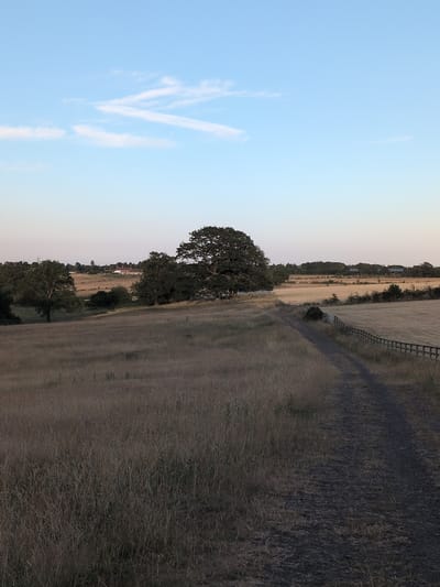 A wide-angle shot captures a rural landscape under a pale blue sky with sparse white clouds. In the foreground, a dirt path, worn and dark, traverses a field of dry, tall grasses. To the left, the grasses are dense and reach waist-high, casting shadows. A wooden fence lines the right side of the path, separating it from a field of golden stubble. In the mid-ground, a large, mature oak tree stands prominently, its dark green leaves a stark contrast to the lighter vegetation. Beyond the tree, a cluster of buildings, possibly farmhouses, are visible in the distance, nestled among more trees. The overall scene evokes a sense of tranquility and openness, characteristic of the countryside in Little Wenlock, United Kingdom.