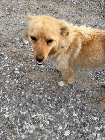 This media file features a close-up, high-angle shot of a medium-sized, light brown dog lying on a gravelly surface. The dog is facing the camera, with its head tilted slightly to the side, and its mouth is open, revealing its teeth and tongue. Its eyes are dark and appear to be looking directly at the viewer, creating a sense of engagement. The dog has a thick, fluffy coat, and its paws are visible, with one hind paw resting on the ground.
The background consists of a textured, greyish-brown gravel ground with numerous small stones of varying colors, including white, grey, and black. The lighting suggests it is daytime, possibly late morning or early afternoon, with no strong shadows indicating a bright but not necessarily harsh sun. The environment appears to be outdoors, possibly a pathway, yard, or unpaved area. The presence of small pebbles and the general texture of the ground suggest a natural or semi-developed outdoor setting. The dog's expression could be interpreted as curious or perhaps panting. There is no visible text within the image. The location context provided is Каменномостское сельское поселение, Russia, which aligns with the rustic outdoor scene depicted.