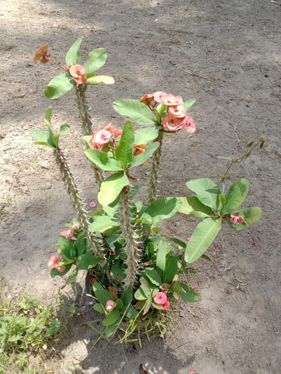 A potted Euphorbia milii, or crown of thorns plant, stands on sandy soil in what appears to be Blangkarieng, Indonesia. The plant has thorny stems and green leaves, with clusters of small pink flowers. The soil around the pot is sparsely vegetated, and sunlight casts shadows on the ground.