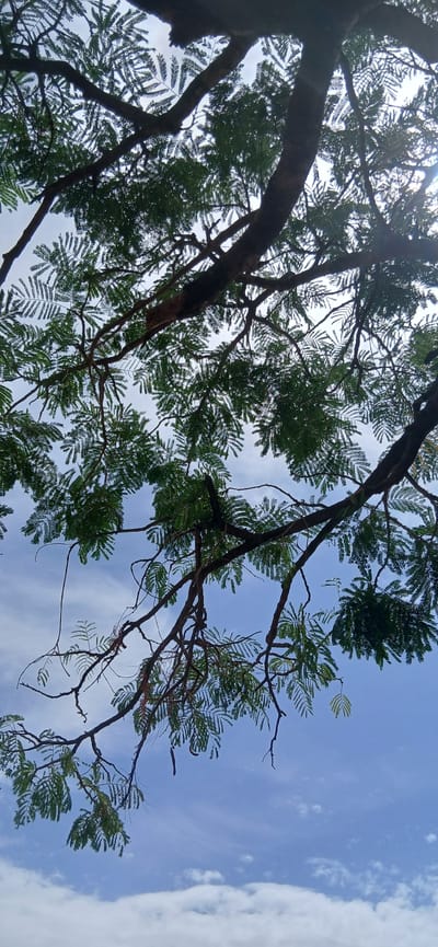 The image depicts the sky partially obscured by tree branches and leaves, taken from a low angle. The sky is a mix of blue and white, with scattered clouds. The tree's leaves are green and feathery. The branches are dark brown, some thin and some thick. The location is implied to be Rigachikun, Nigeria.