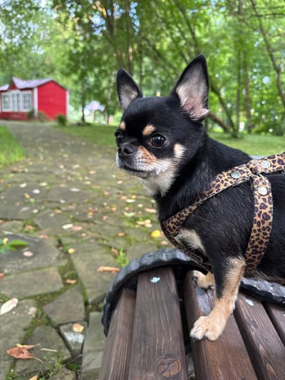 A black and tan chihuahua dog is standing on a wooden park bench in a wooded area with a red building in the background. The dog is wearing a leopard-print harness. The bench is made of dark brown wood planks. The ground is a pathway made of irregularly shaped stone pavers with fallen leaves scattered on top. The background is a blurred green forest with dappled sunlight filtering through the trees. The red building in the distance appears to be a small house or shed with white window frames. The scene suggests a peaceful, outdoor setting in a park or rural area. The location is described as "Summer Rest" (Летний Отдых), Russia.