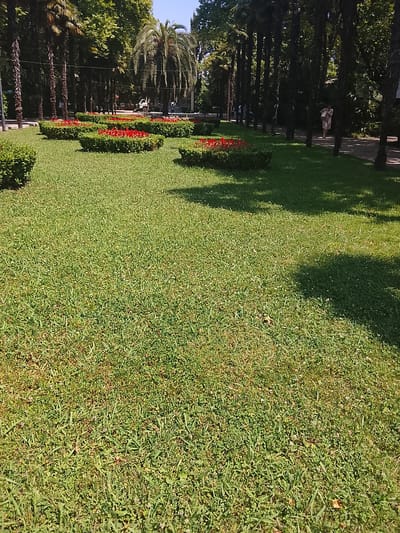 The image shows a well-maintained park with a large expanse of green grass in the foreground. Several manicured bushes with red flowers are arranged in rows on the grass. In the background, tall palm trees and other deciduous trees line a pathway. A few people are visible walking on the pathway. The scene is bathed in sunlight, casting shadows from the trees onto the grass. The location is identified as the city of Oryol-Izumrud, Russia.