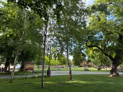 The photograph depicts a park scene in Târgu Mureș, Romania. The foreground is dominated by green grass and several birch trees with white bark. In the midground, a paved pathway winds through the park. People are seen scattered throughout, some sitting on benches or having picnics. A wooden information board stands near one of the pathways. The background features more trees, providing a lush, green backdrop to the scene, with hints of a blue sky visible through the foliage. The overall atmosphere is peaceful and recreational.